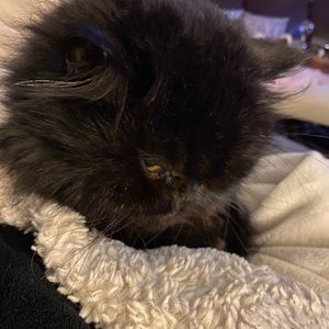 Meet your Posher, Monique